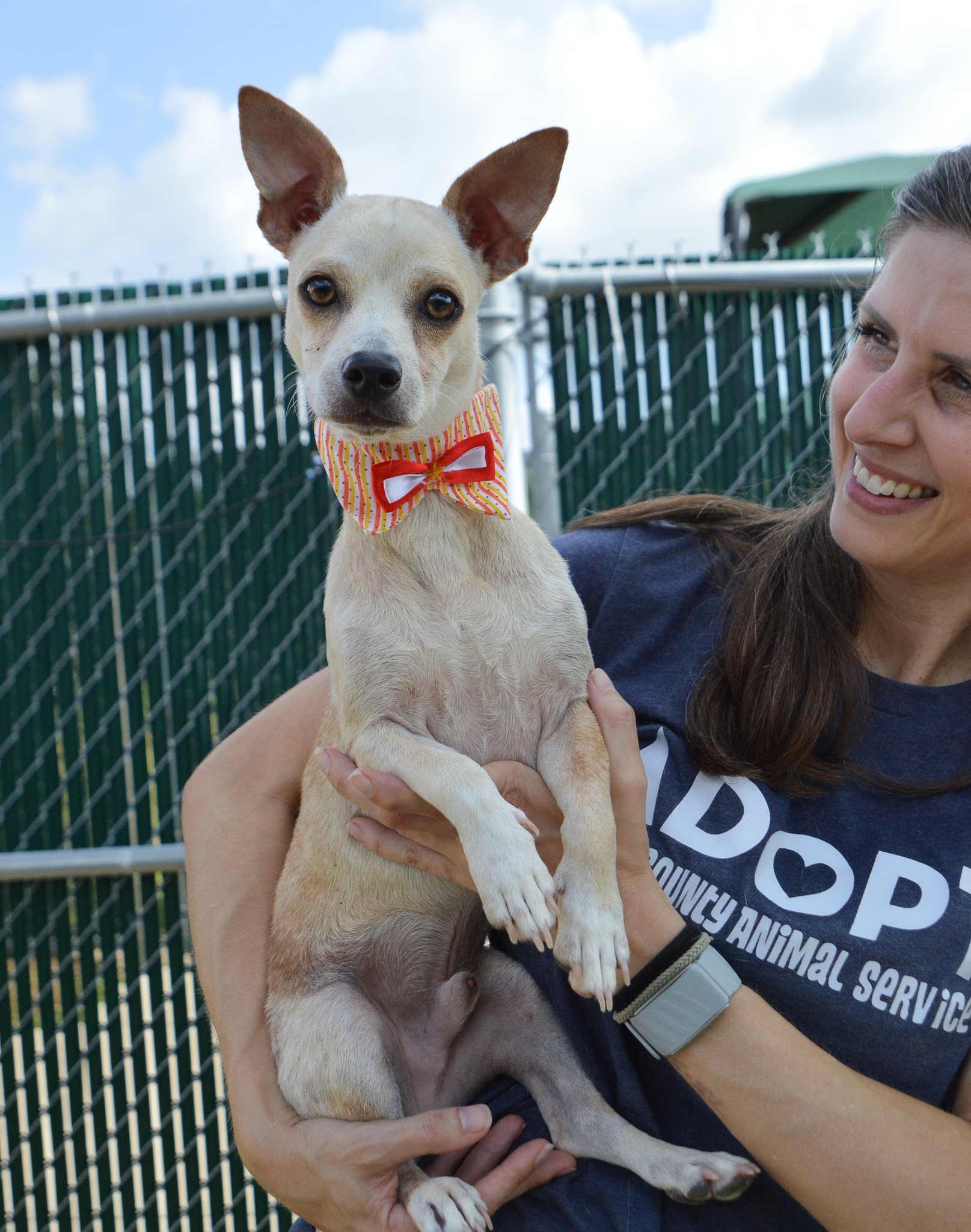 Adopted! Hi, I'm Lychee (61331647), a 1 year old Chihuahua mix