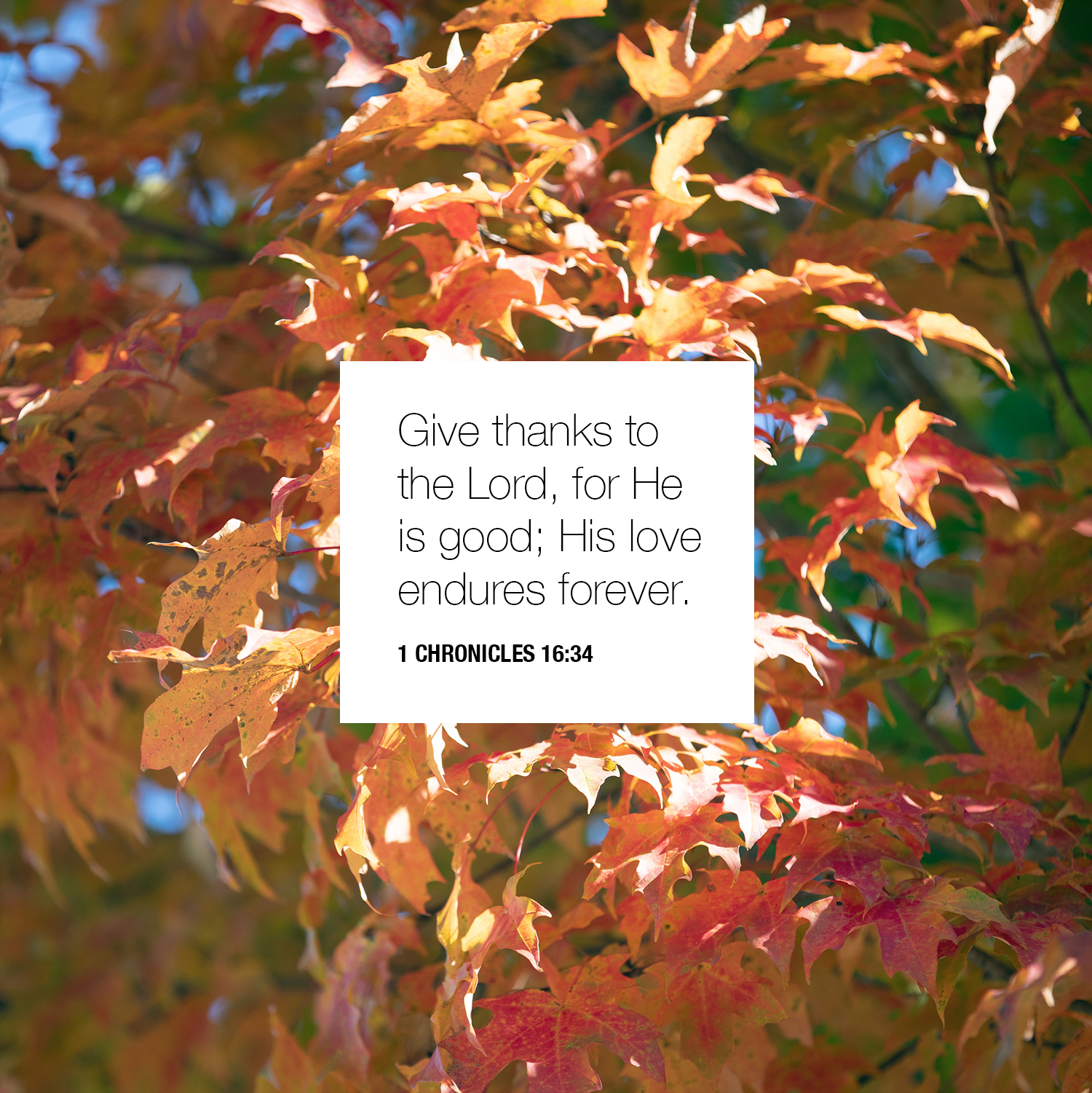 Southern Adventist... - Southern Adventist University