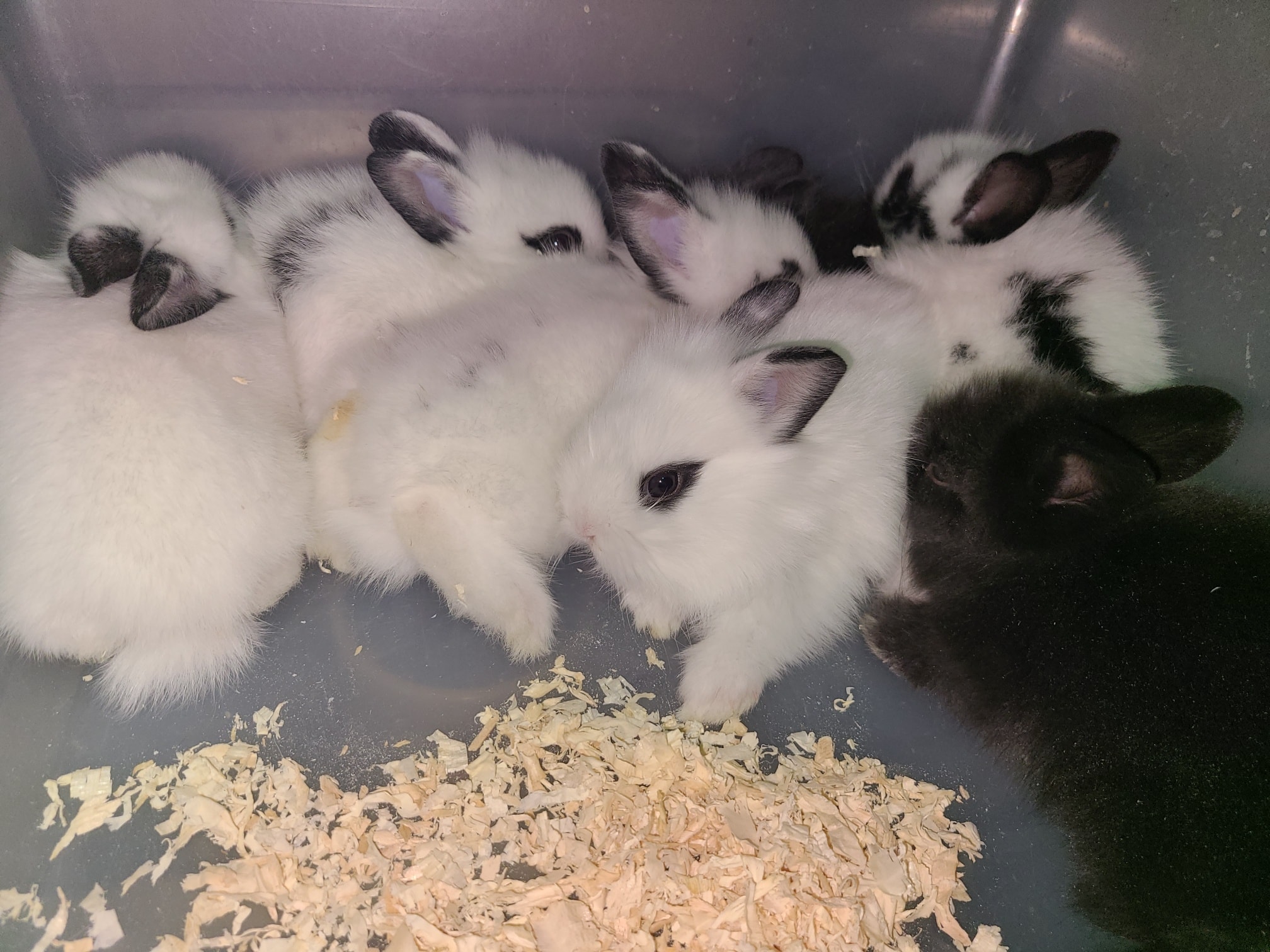 Chasing Tails Rattery of Las Vegas | Las Vegas NV