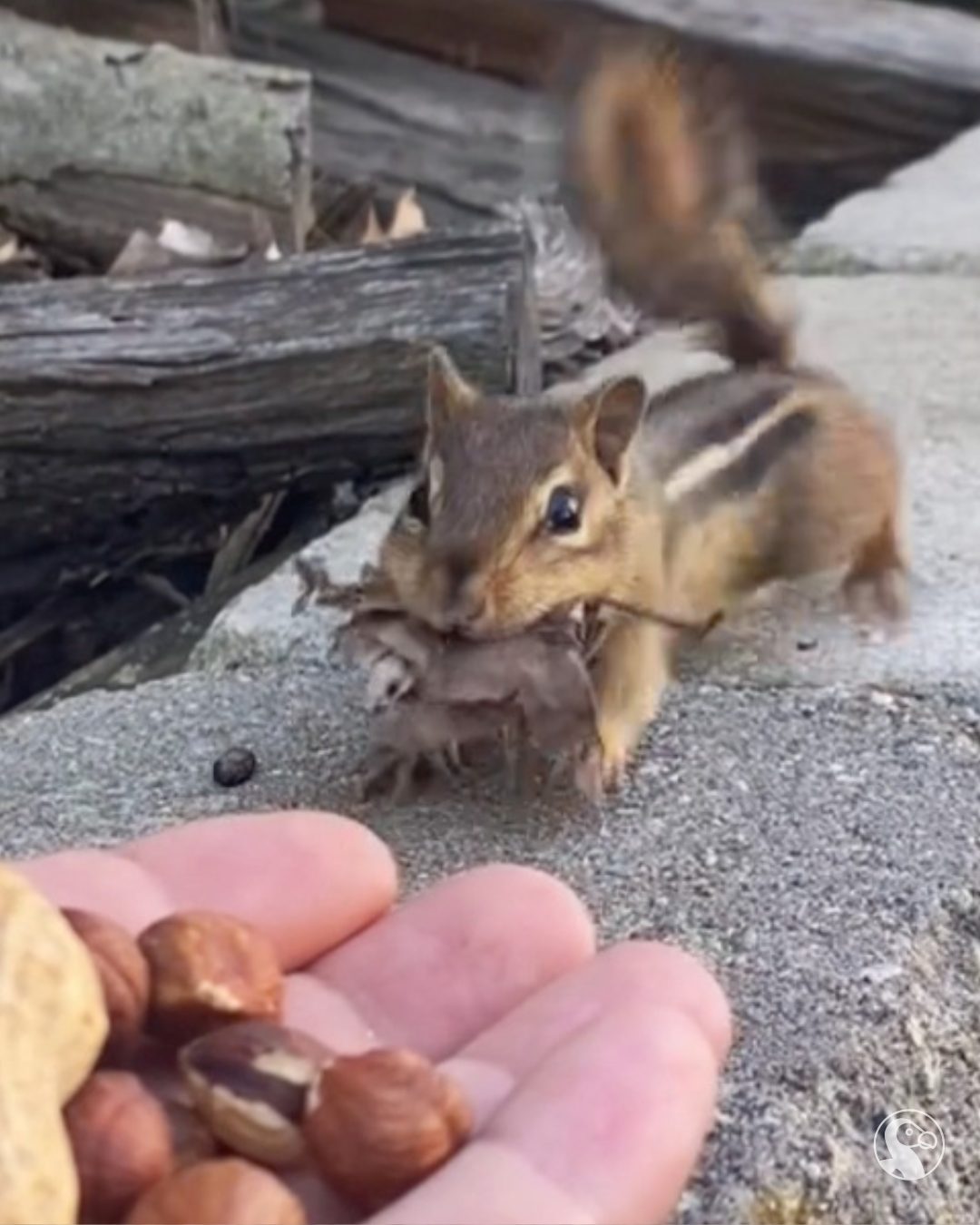 The Dodo - This smart chipmunk used a leaf to 'pay' for a handful of ...