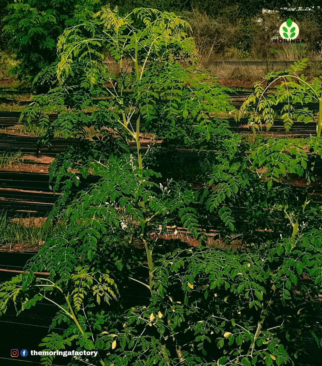 The Moringa - Moringa oleifera is a fast-growing, drought-resistant ...