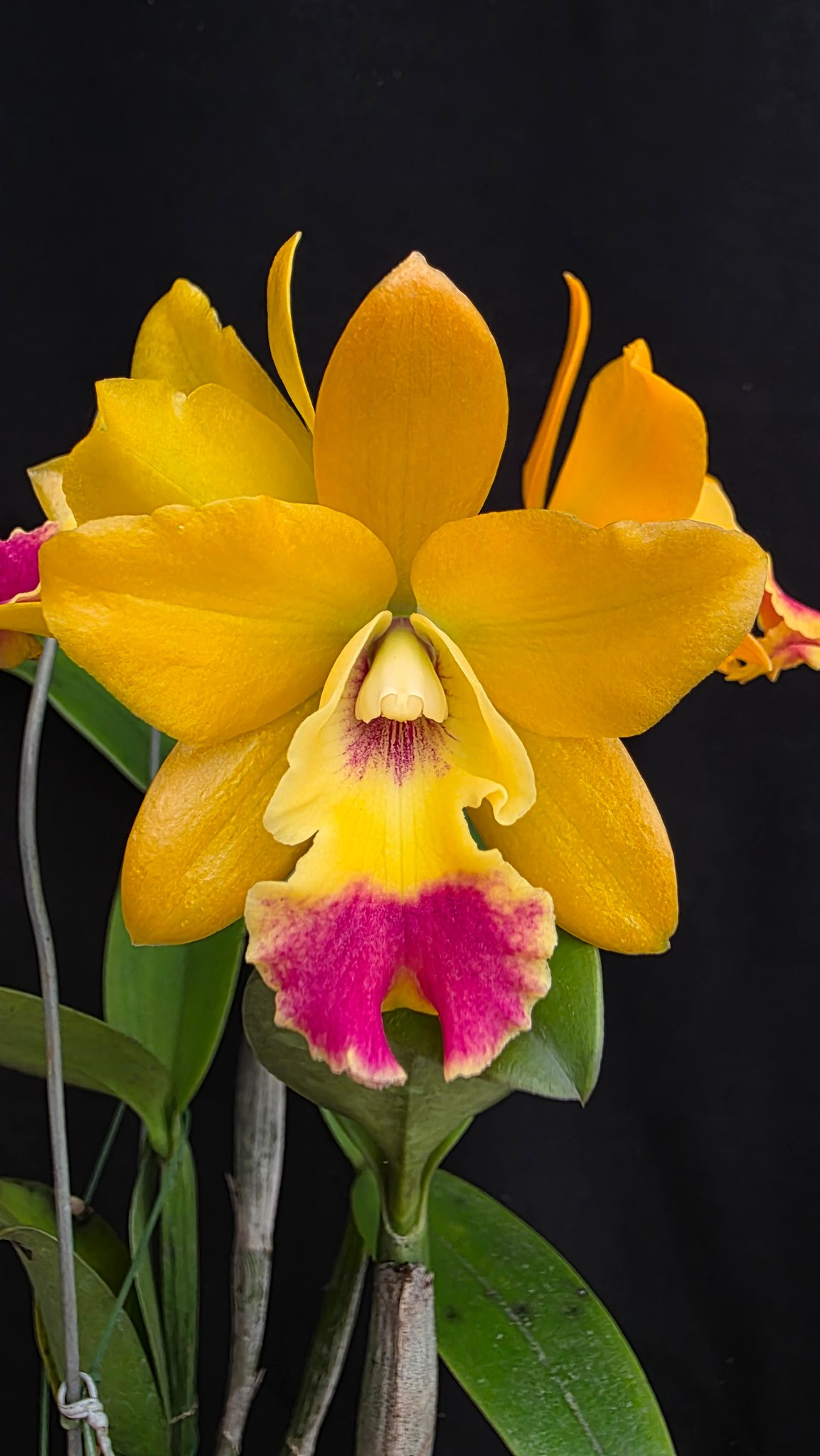 Cattleya Kauai Starbright x Netrasiri Starbright