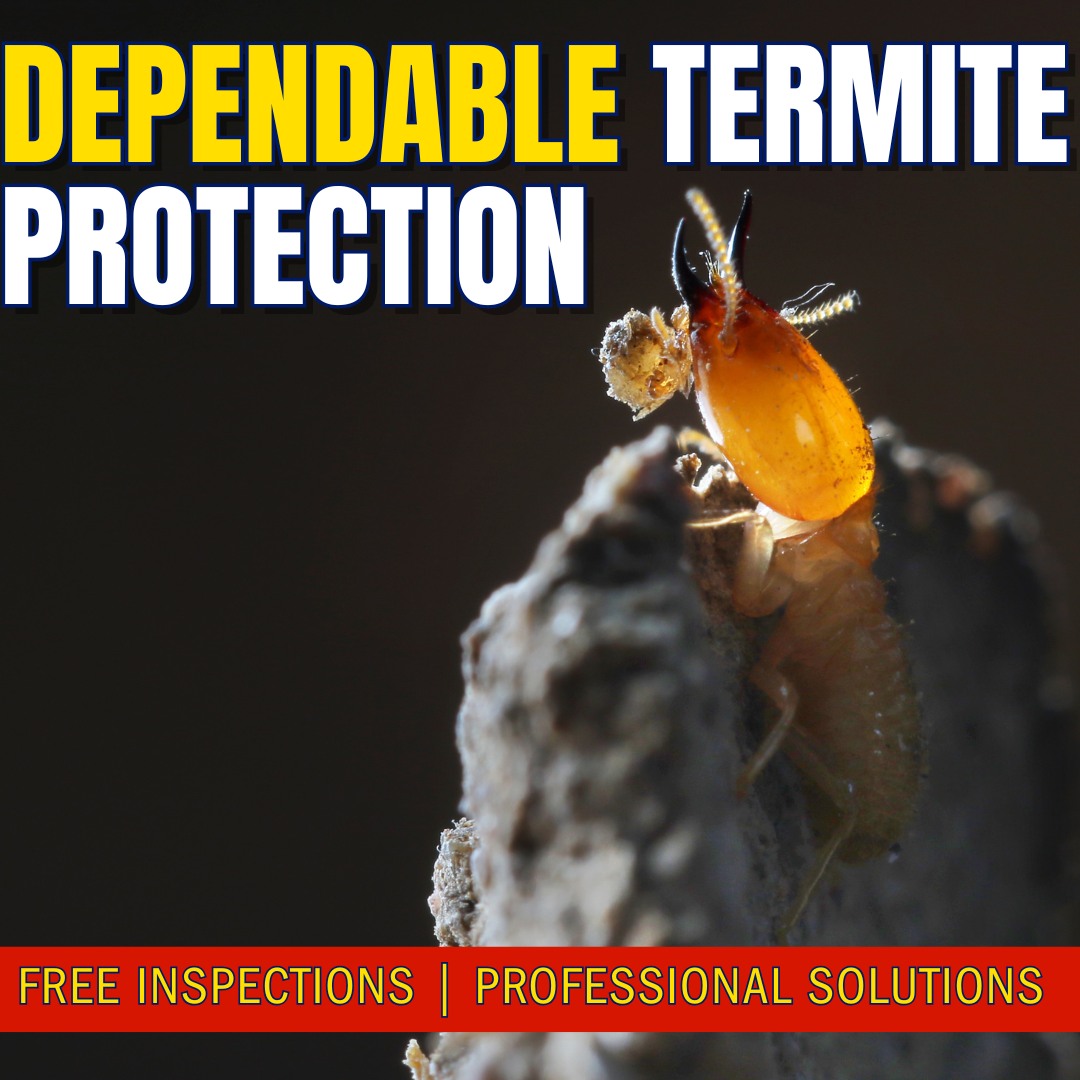 Servall - 💸 Termites cause billions in damage every year - often before ...