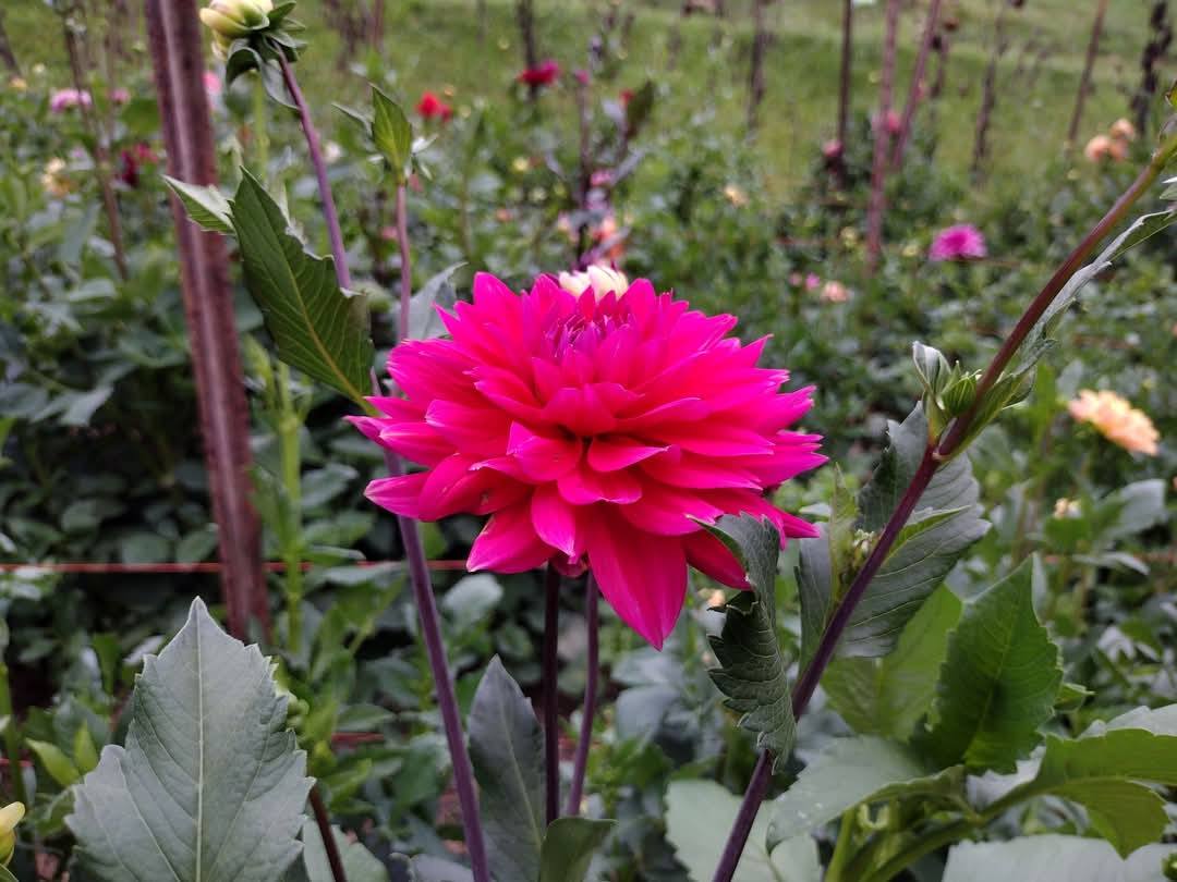 Fire Magic #clovermountainfarms #freemarketdahlias