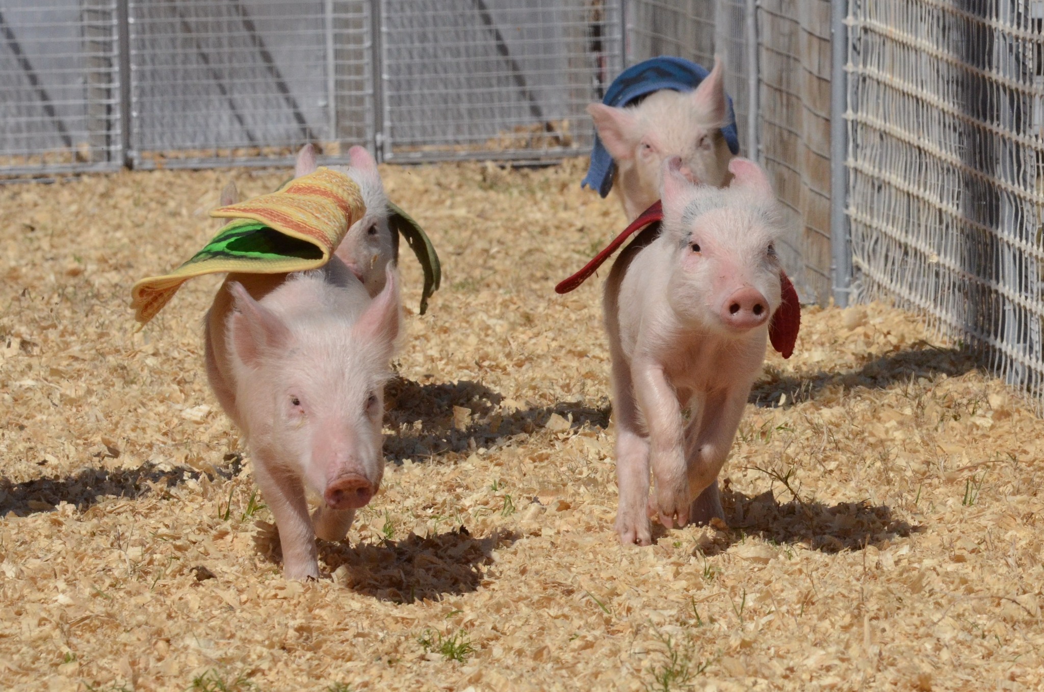 Florida - Everyone's favorite porkers are headed back to #BerryFest26 ...