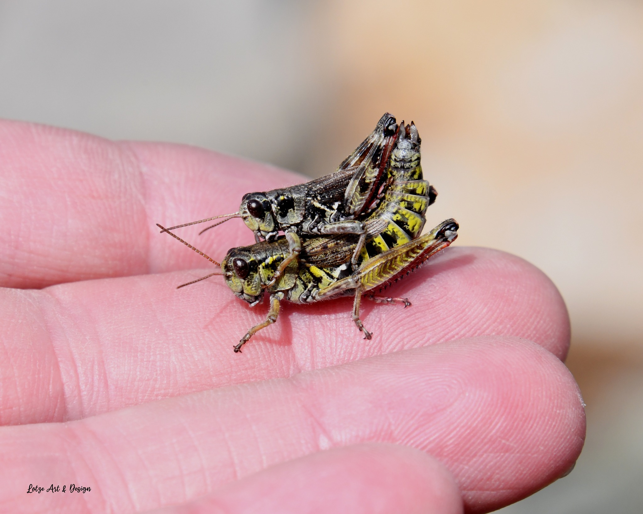 A cool grasshopper. Photographed on Murphy Dome here in the