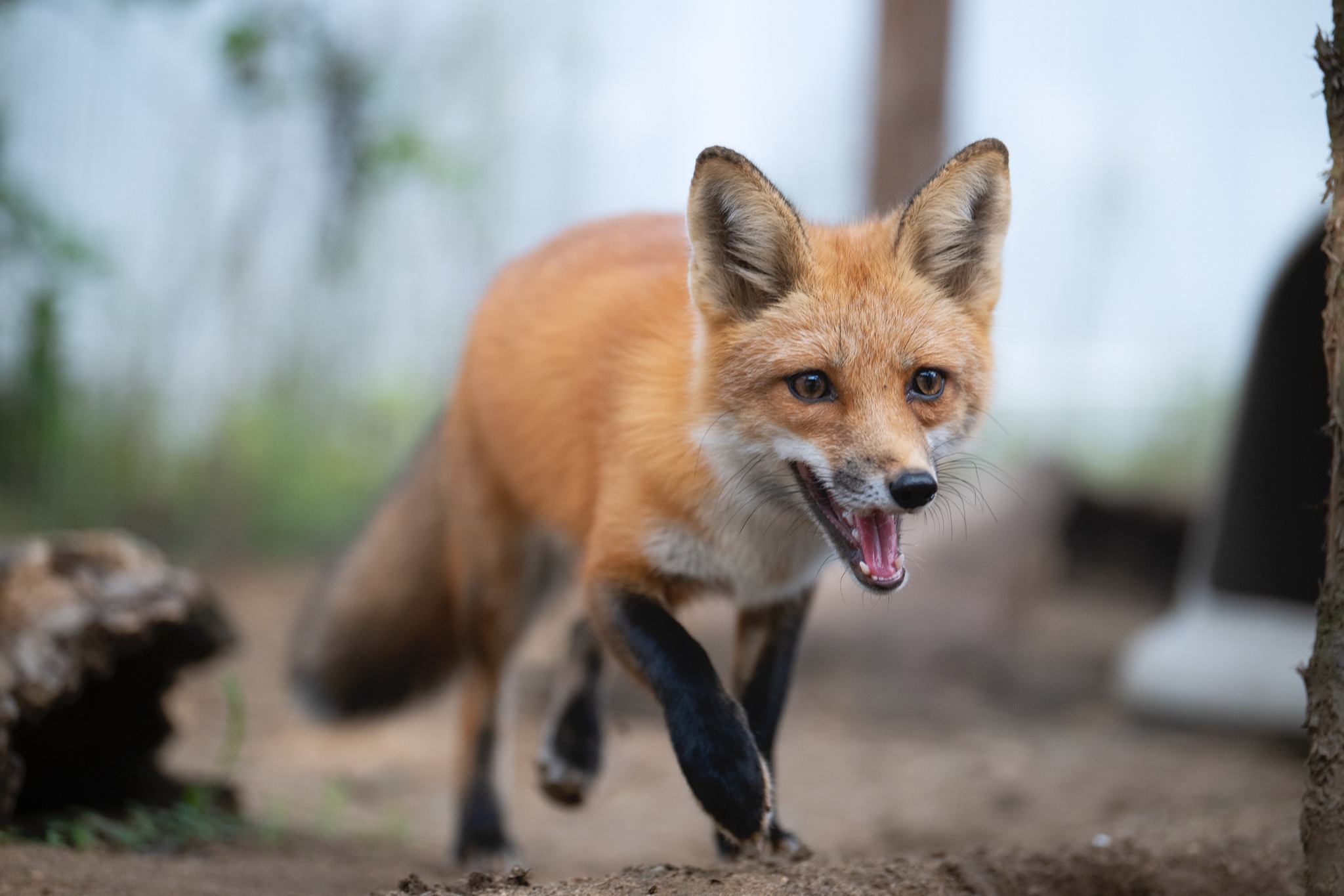 Mass - Drumlin Farm is very excited to welcome our new Red Fox! 🦊 We ...
