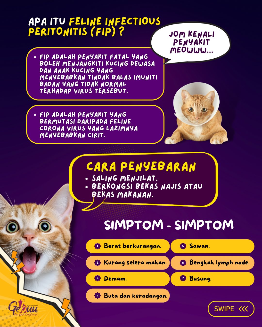 Tahu tak? FIP (Feline... - GeBuu Veterinary Clinic Kluang | Facebook