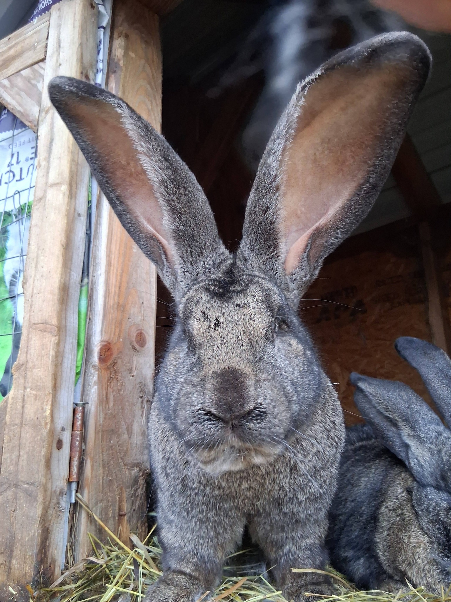 Jet Hill Rabbitry