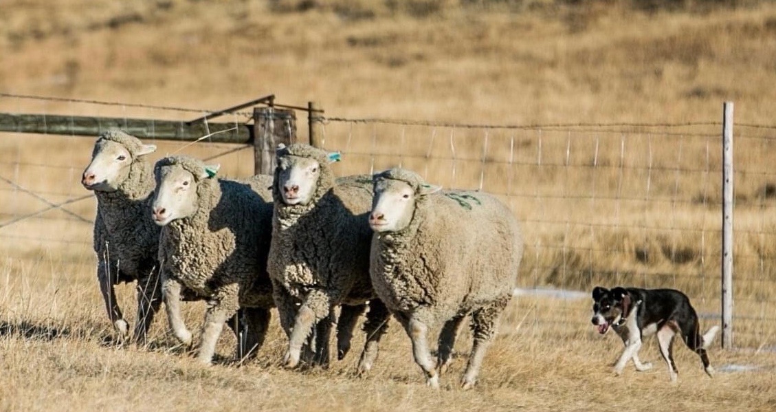 Great - Want to see real stockdogs herding sheep? Join us for the ...