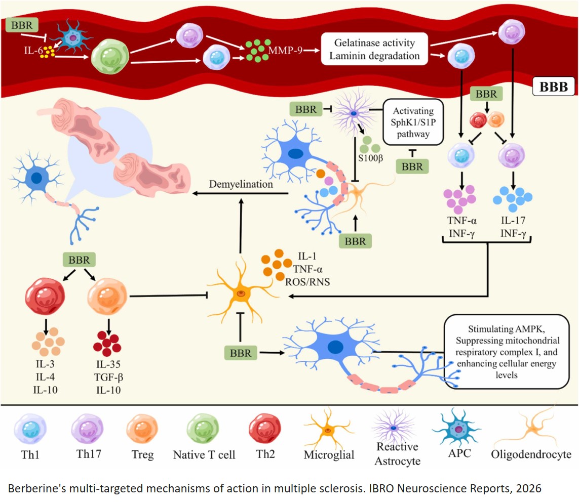 bpc-157 cuprizone demyelination model Berberine to treat multiple sclerosis Inflammatory and progressive neurodegeneration are characteristics of multiple sclerosis (MS). Current treatments primarily mitigate relapses and slow disease progression and do not address the BICEPS TENDONITIS (TENDON SHEATH) chicks Volume:3ml – 5 vial lab pack (Save 5%)