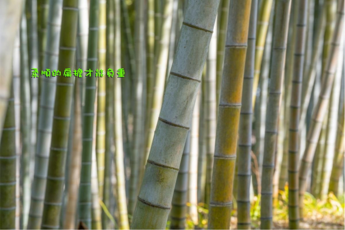 法鼓山紫雲寺 - 柔順的扁擔才能負重 我曾經看過鄉下人家做竹扁擔，愈是上等的竹子，所做出來的扁擔愈是細巧，很能負重。有時候扁擔看起來似乎就要斷 ...