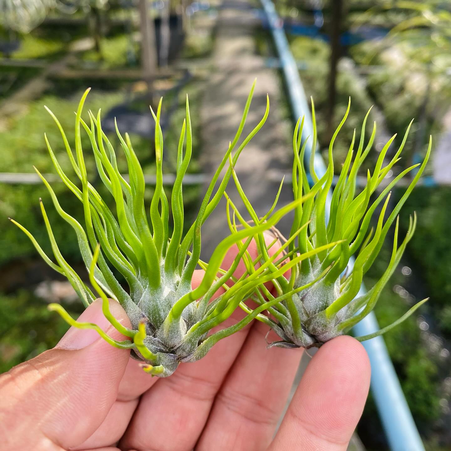 Tilly - Tillandsia 'Witty' cv.of bulbosa #ionantha #airplants