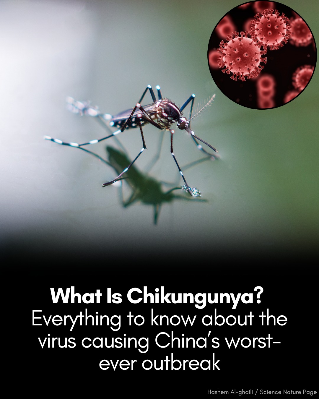 Hashem - 🚨 China is facing its worst-ever chikungunya outbreak. Here’s ...