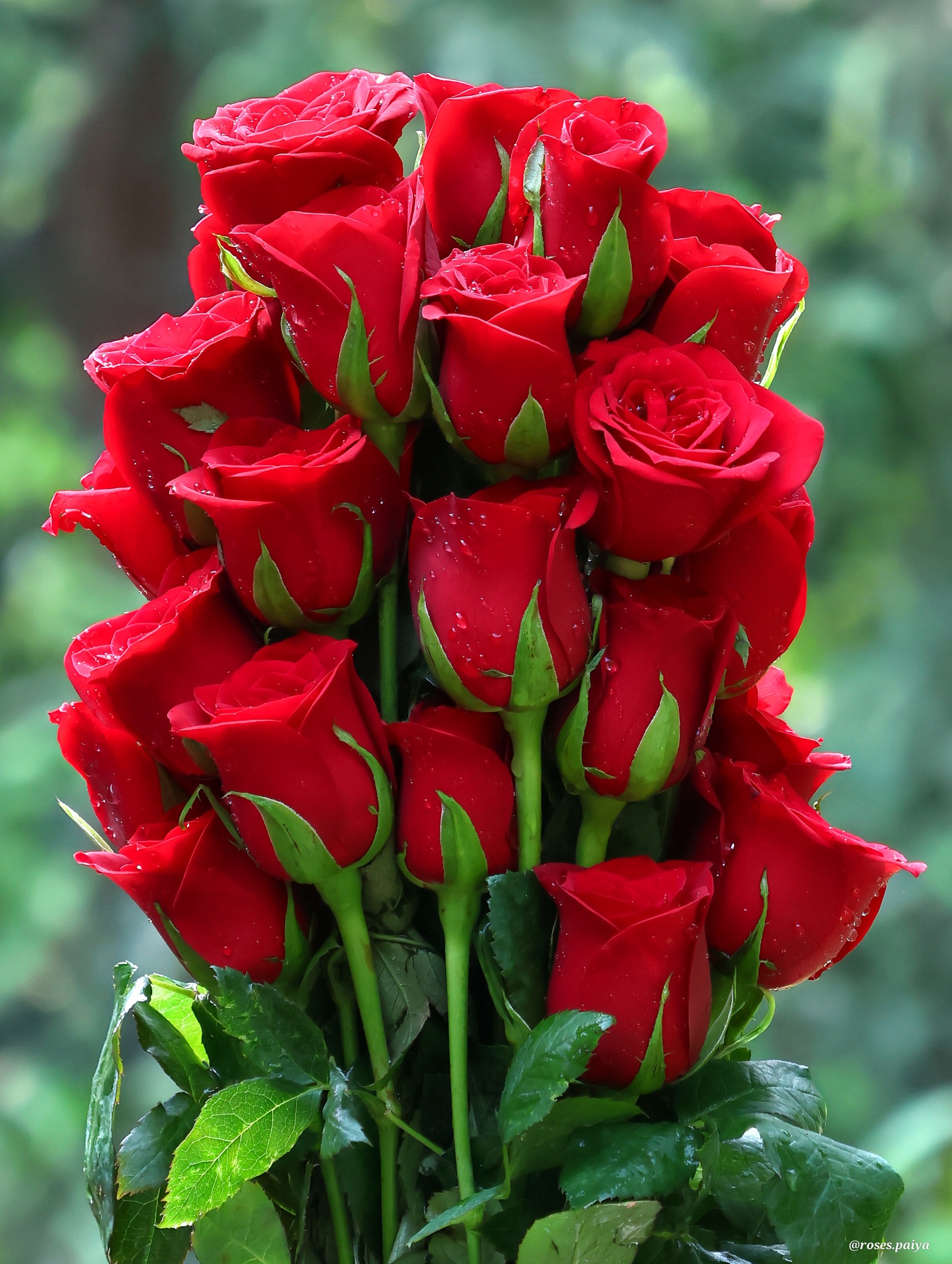 Roses - For you | Facebook