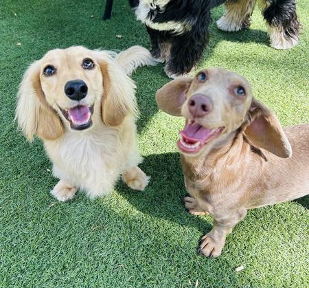 Dachshund - DRSF Welcomes Ivy & Layla from Deerfield Beach, FL to the ...