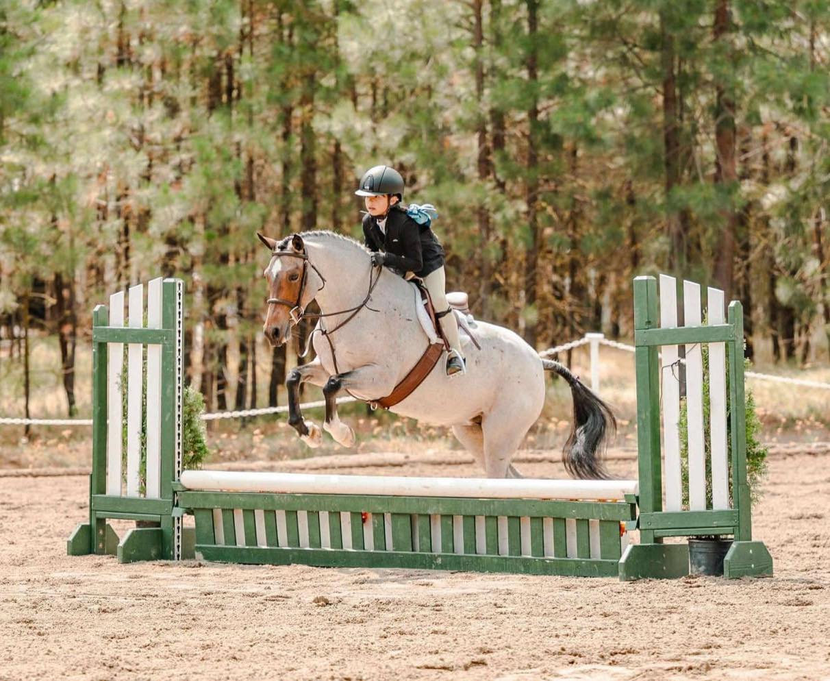 Alvesta - Thrilled to receive an update on 10-year-old Welsh Section B ...