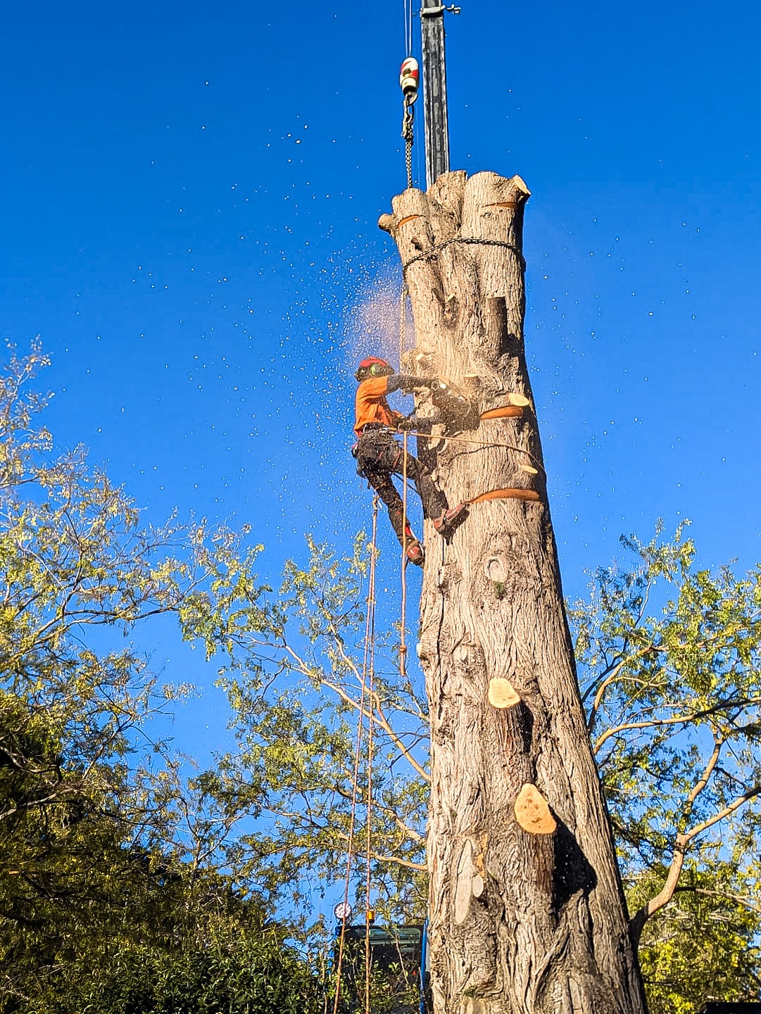 ACT Tree Felling | Canberra ACT