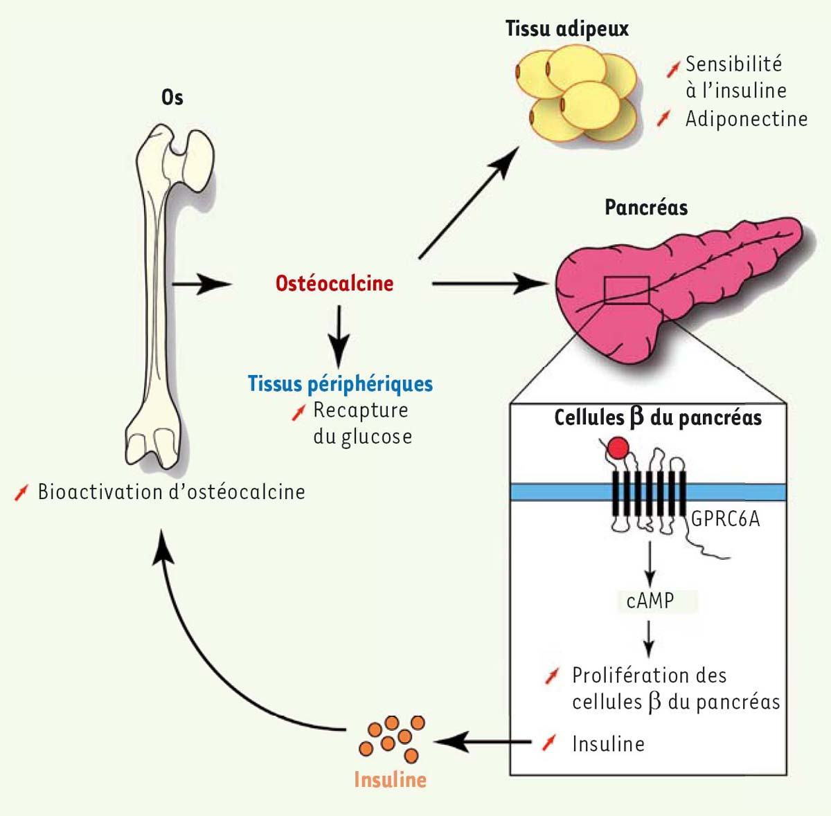 L'os, un organe pas si inerte… Osteocalcin, a key molecule for bone endocrine functions Julien Oury1 et Franck Oury2* 1 Center for biology and medicine, Skirball institute of biomolecular medicine, New York