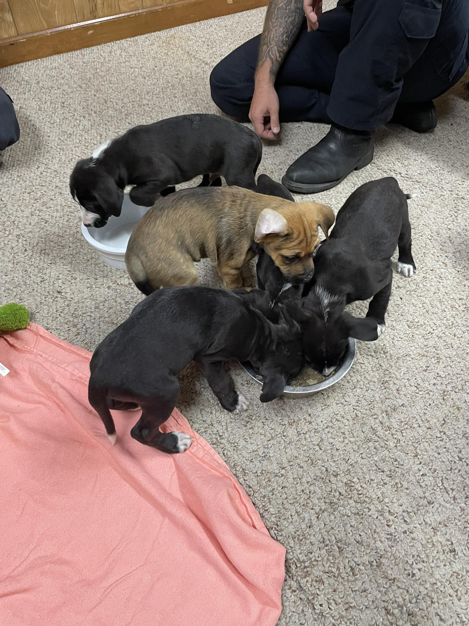 When Are Puppies Developed Enough To Leave Mom Reference: Colleton Someone Was Kind Enough To Leave These Sweet Puppies