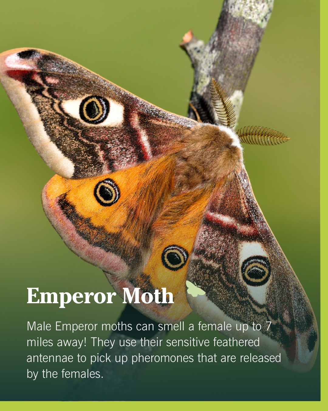 Butterfly Conservation added a... - Butterfly Conservation
