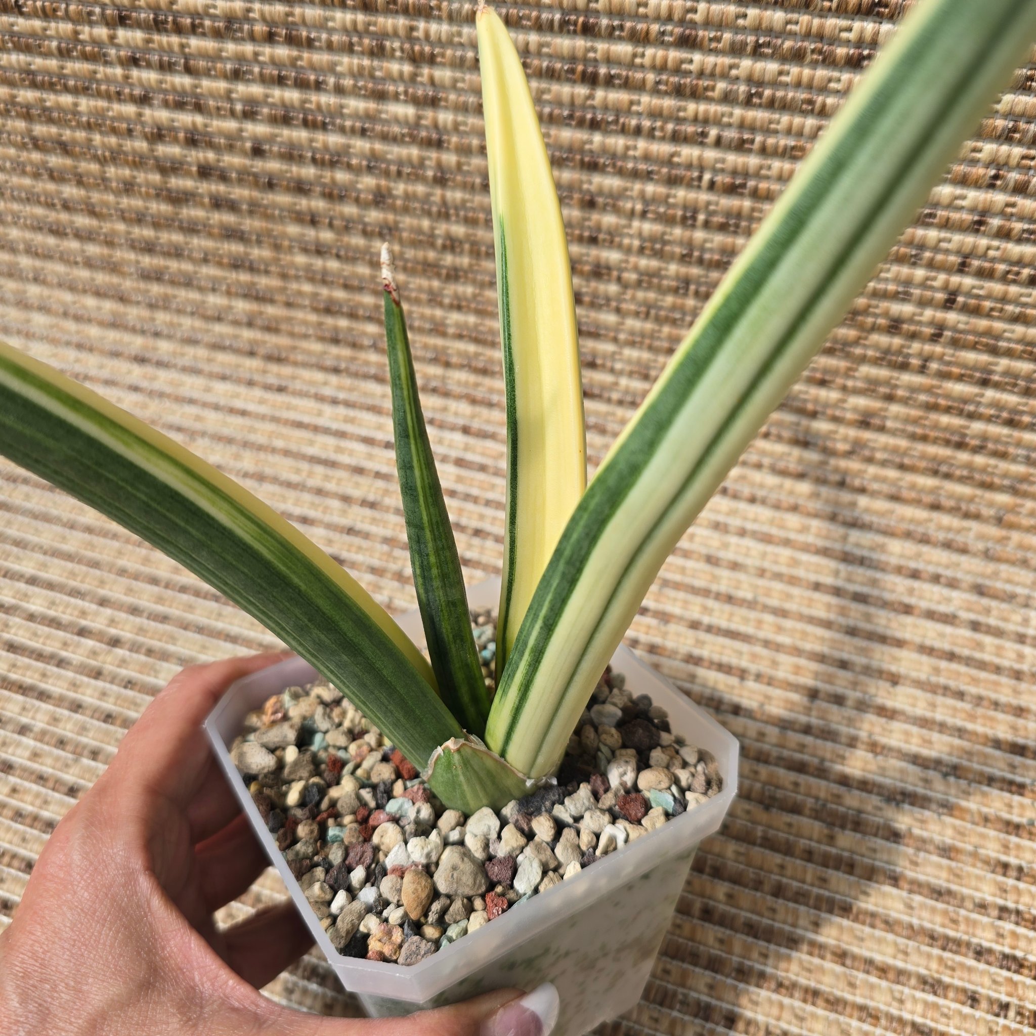 Sansevieria fischeri variegated - All pictures are of the actual