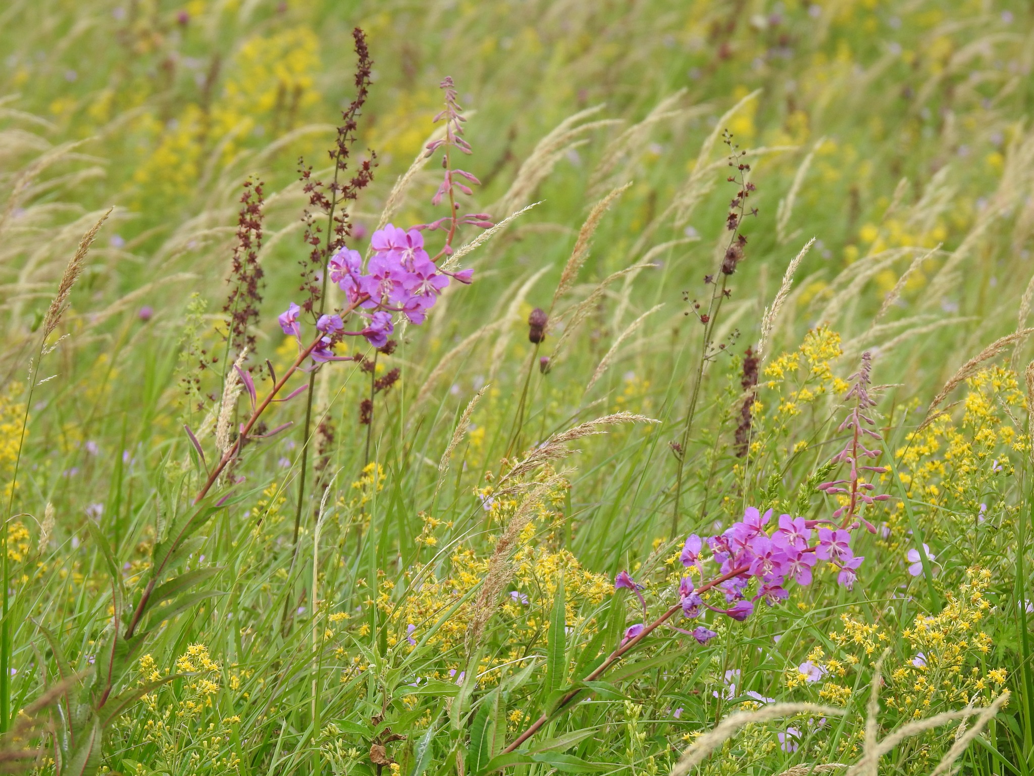 北八ヶ岳・麦草ヒュッテ - 北八ヶ岳・麦草ヒュッテ added a new photo.