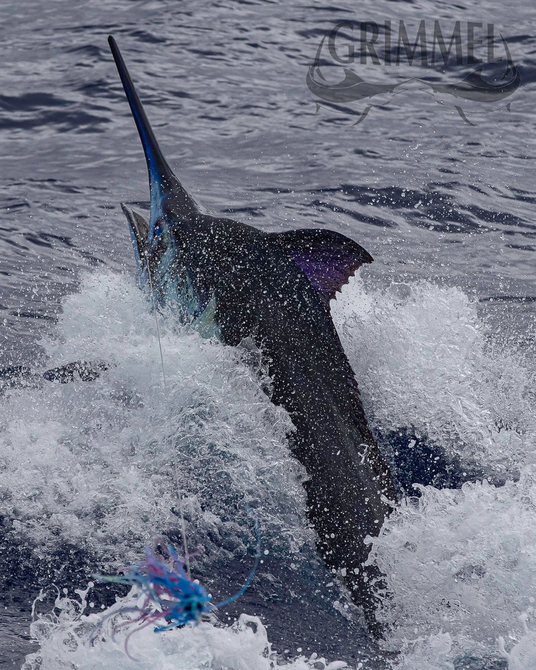 Azores - Blue Skye released a Blue Marlin (800).