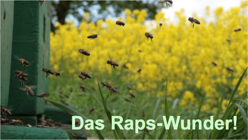 Das Raps Wunder Jetzt Bluht Der Raps Bauernverband Schleswig