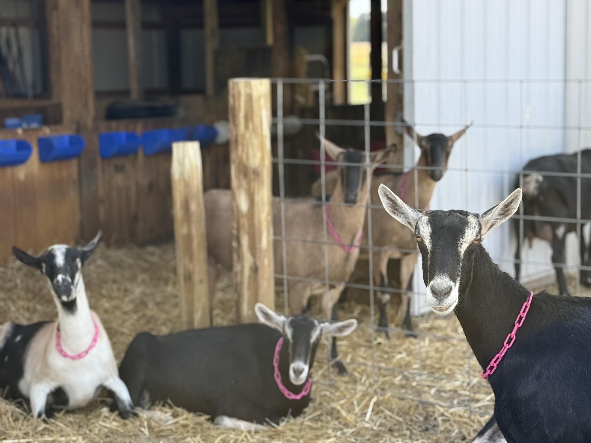 Indiana Dairy Goat Association - Fairland Farm AR Luck O Irish - Banks ...