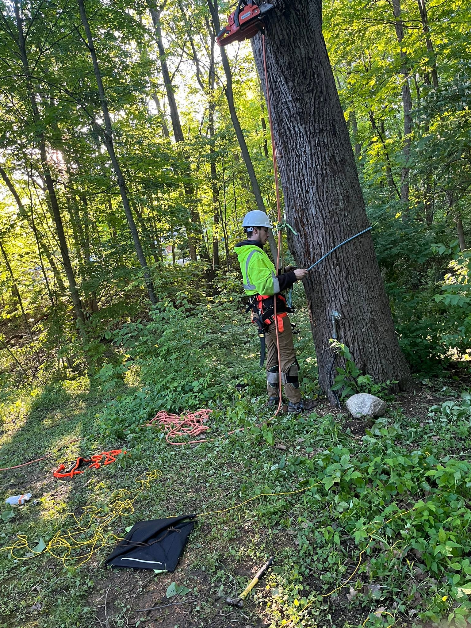 Fort Wayne Indiana Tree Service | Fort Wayne IN