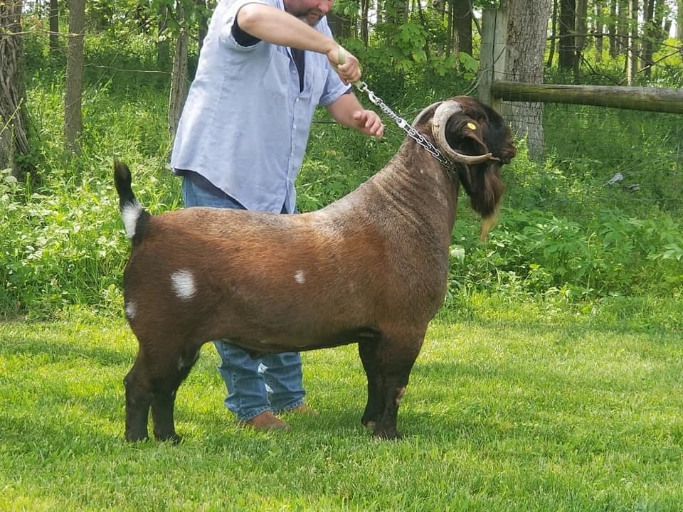 Roper Farm Boer Goats | Gosport IN