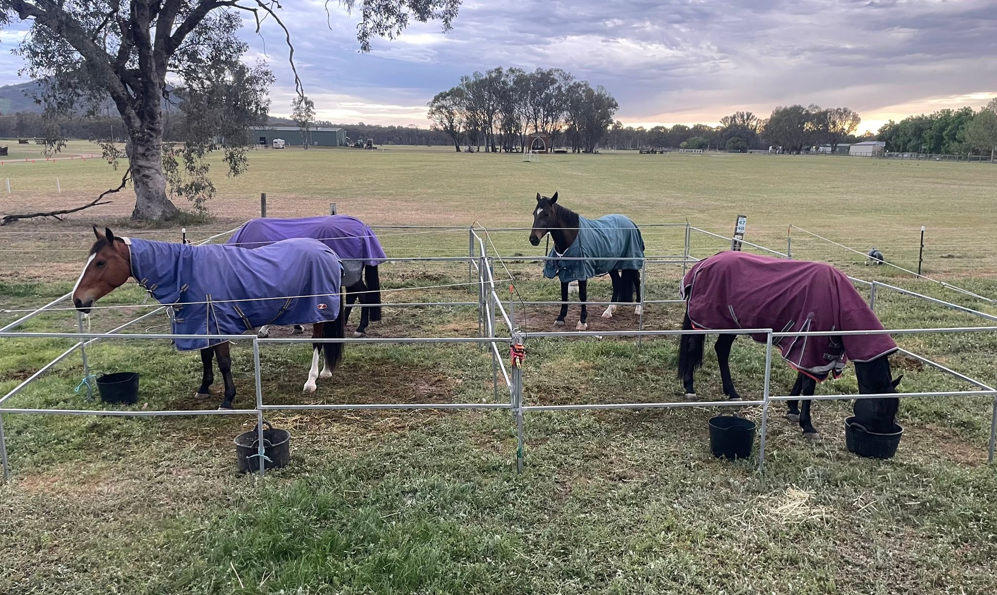 Weemala Performance Horses... - Weemala Performance Horses