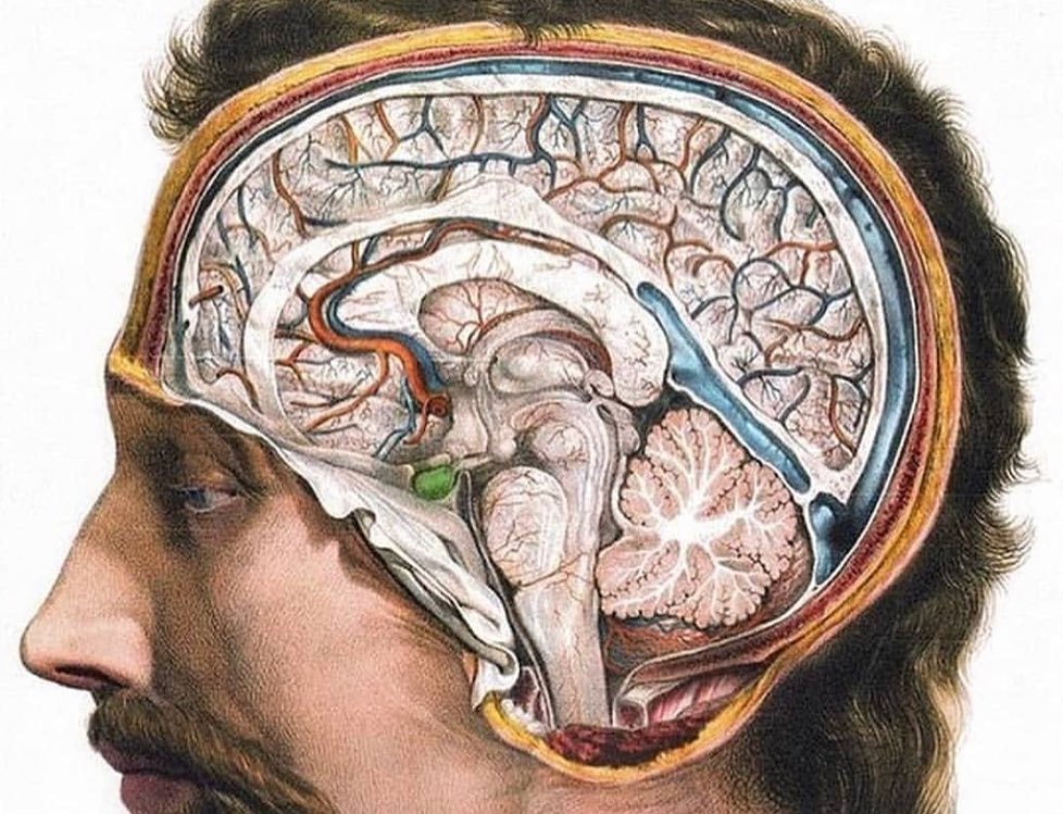 NEUROEDU.co - 🧠🧠🧠 Cisternas da Base 🧠🧠🧠 @brainatomy