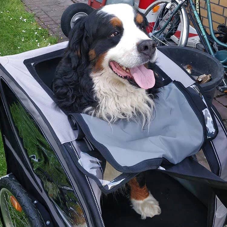 fahrradhelm musik hören ILM Smart Damen Herren mit Visier Warnung Bremse LED Lichtsensor Lichtfunktion Kopfneigen Blinken Auszulösen Sport & Freizeit Teedose Stil:OHNE personalisierter Stickerei Cube Stray TM MTB-Helm