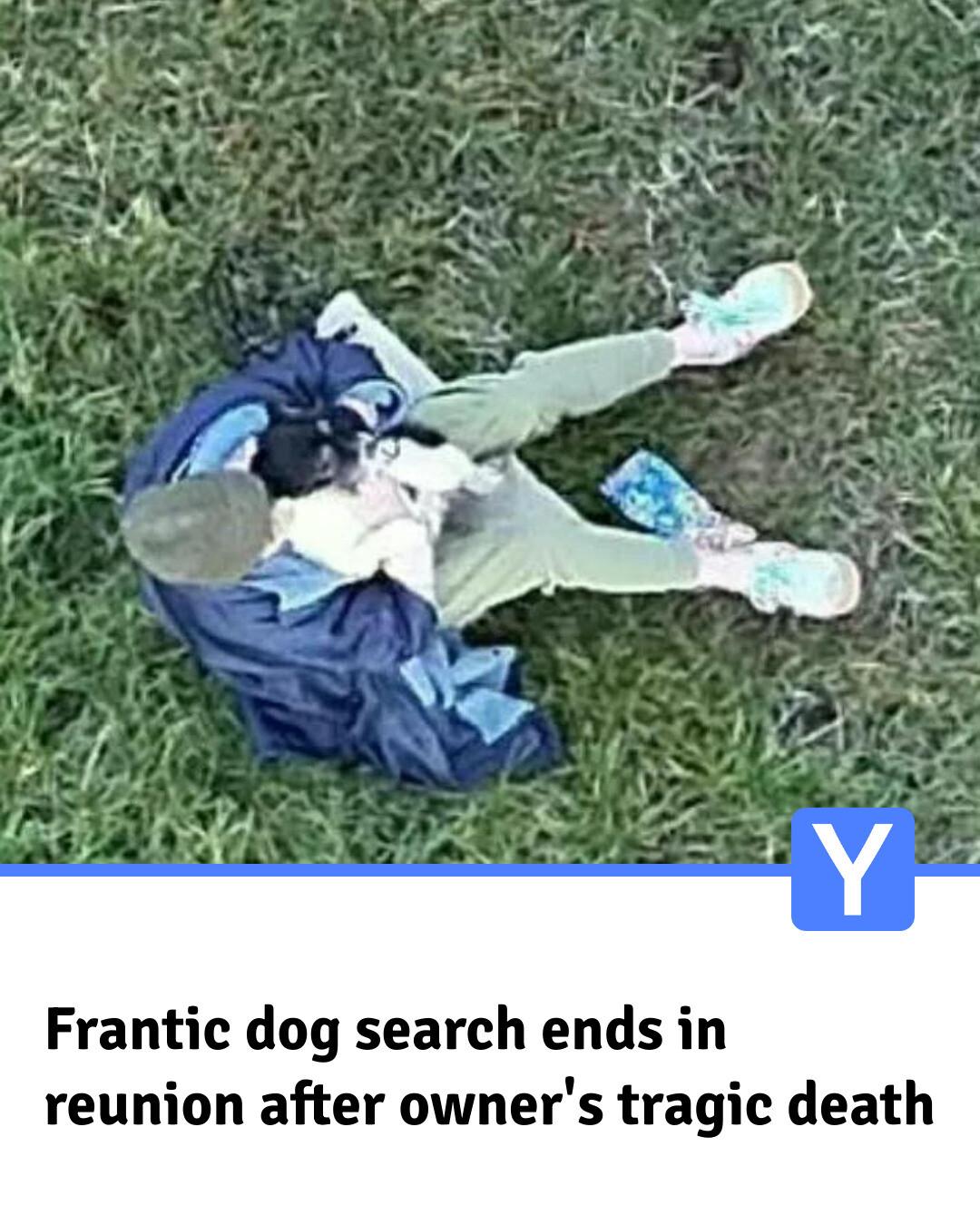 Yorkshire Live - Terrier Barney had been on the run in... | Facebook
