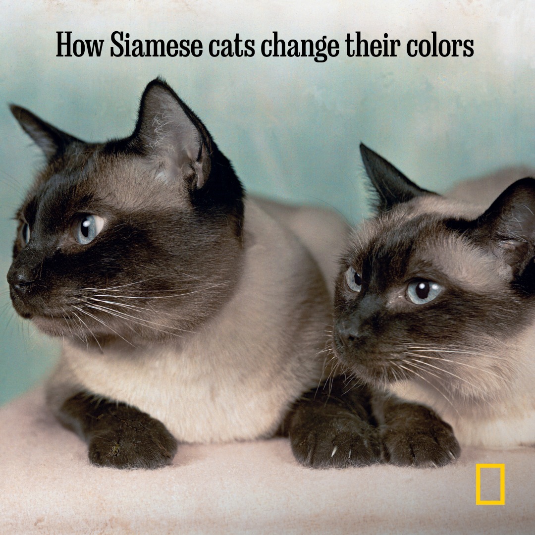 National - Have you ever seen a Siamese cat change color? 🐈 Learn more ...