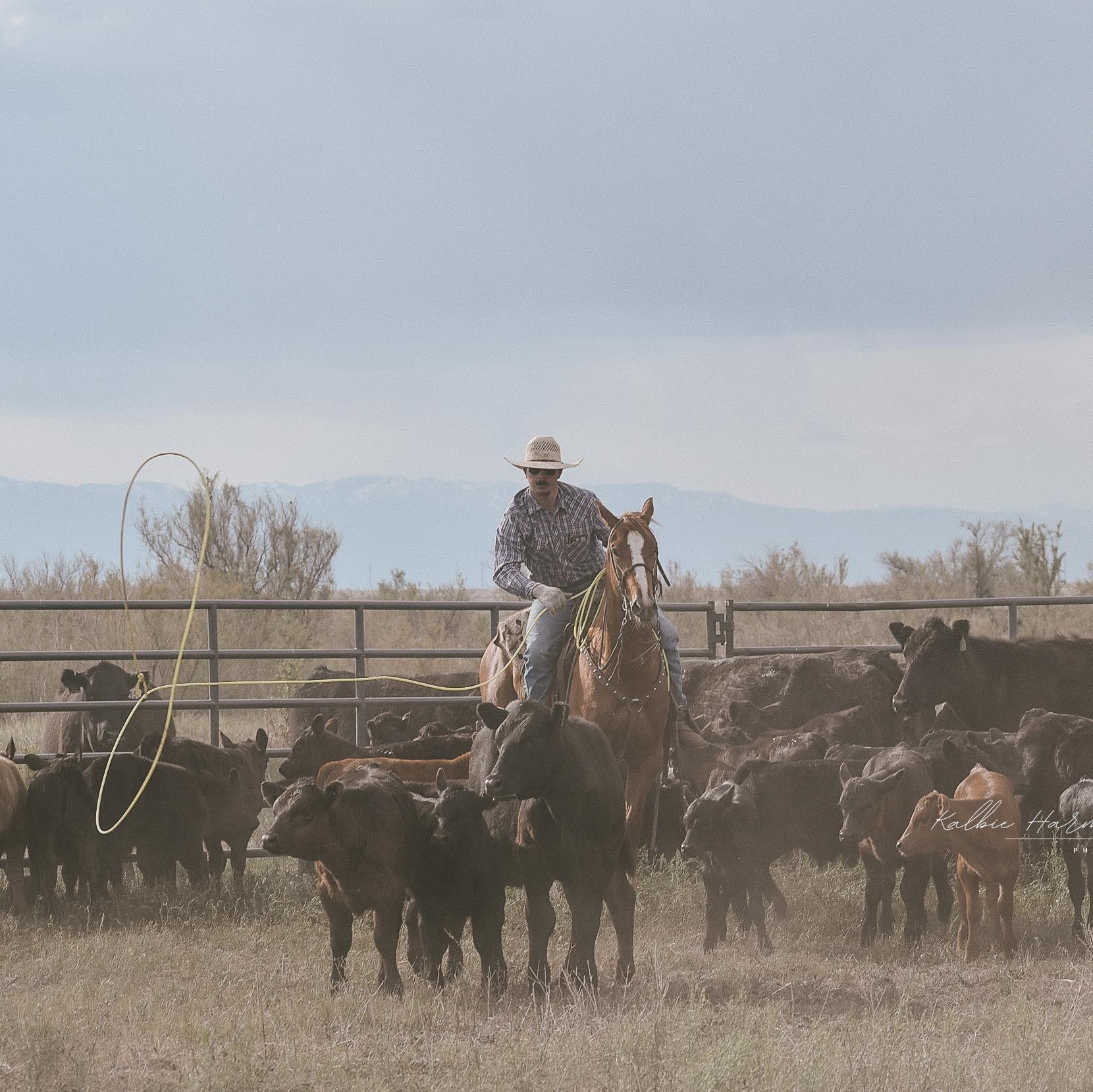 Corriente Connection | Looking for a group of corriente cows would ...