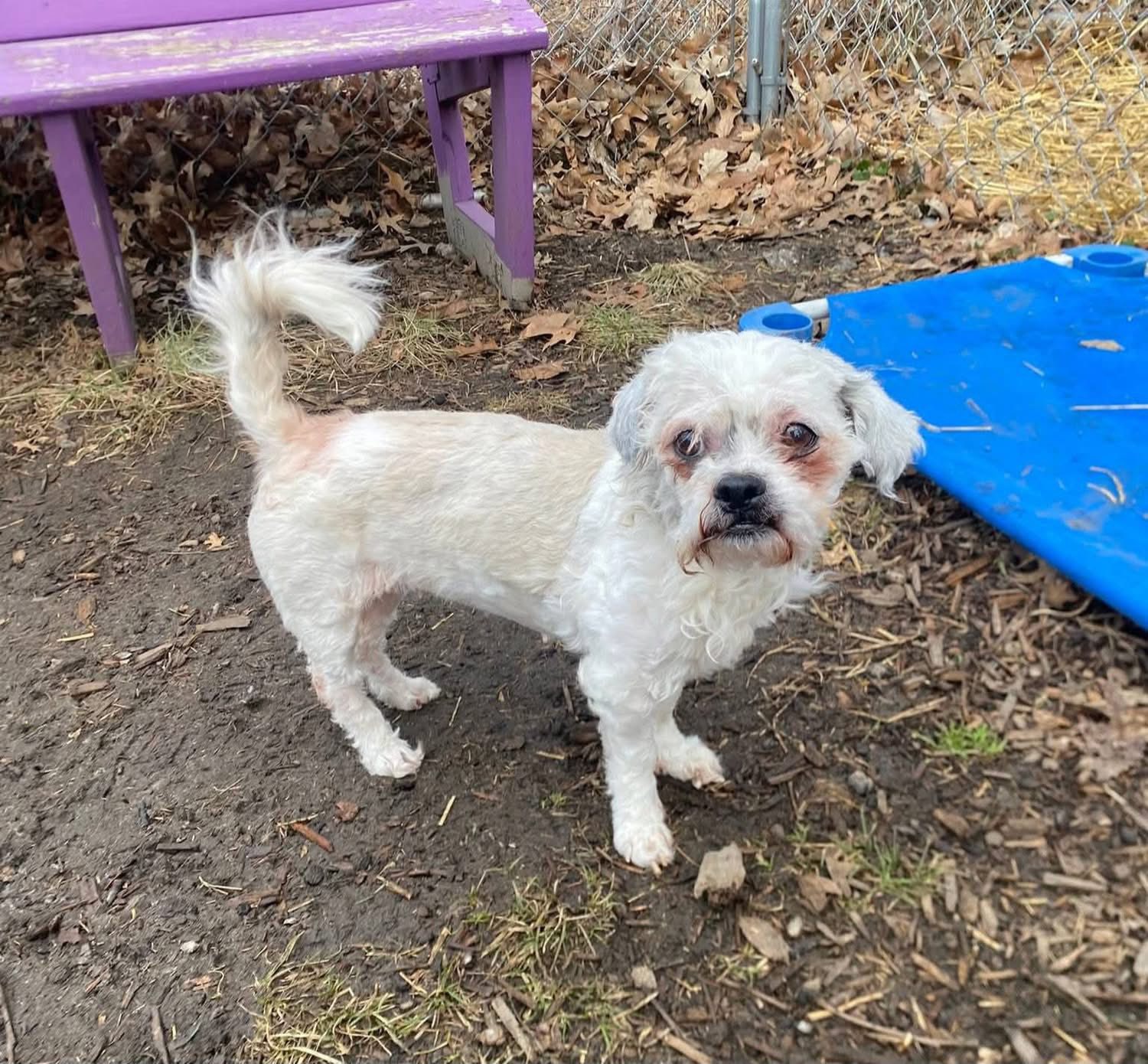 I shih tzu not, we have so many small breed dogs available for