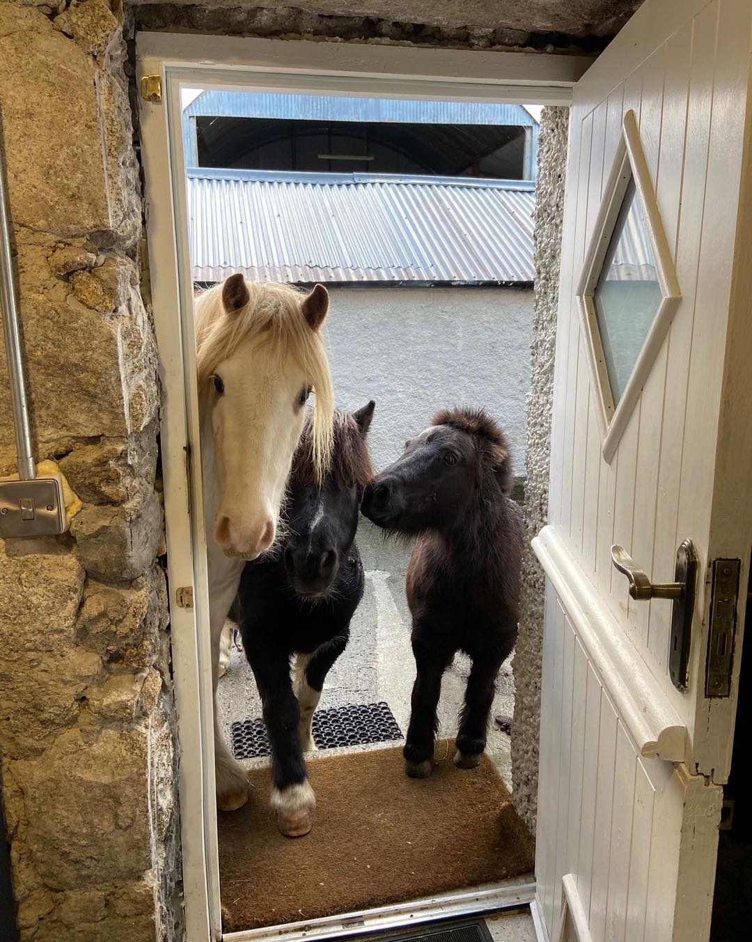 Leinster Horse and Pony... - Leinster Horse and Pony Rescue