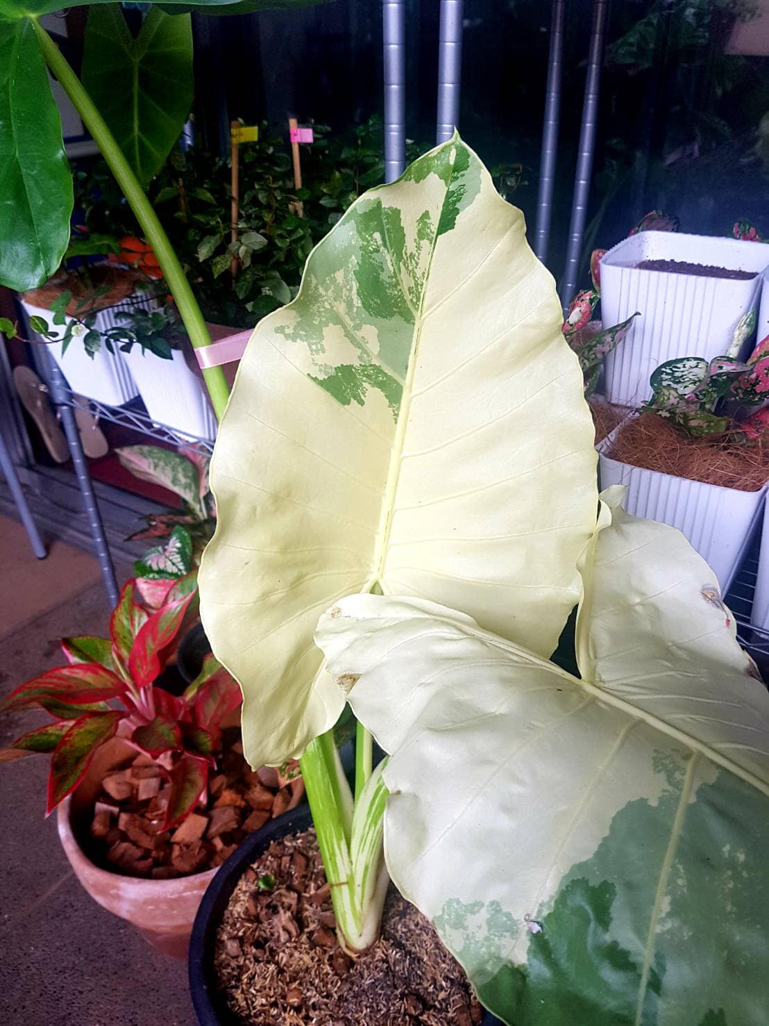 One of our favorite leaf shapes ever! 📸 Alocasia portei aurea