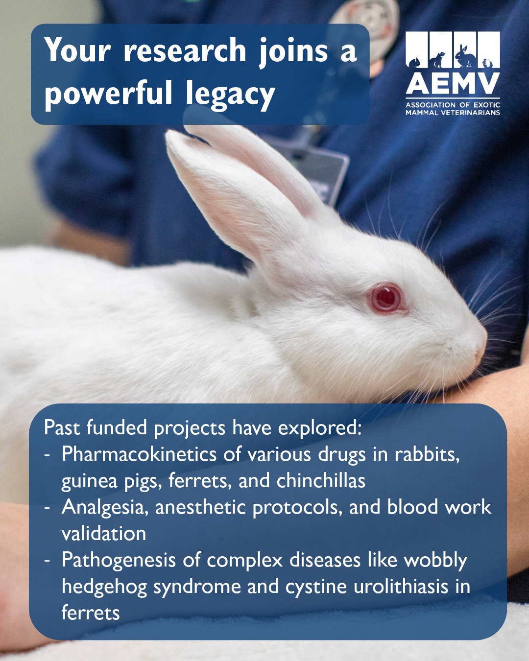 Gainesville Rabbit Rescue... - Gainesville Rabbit Rescue