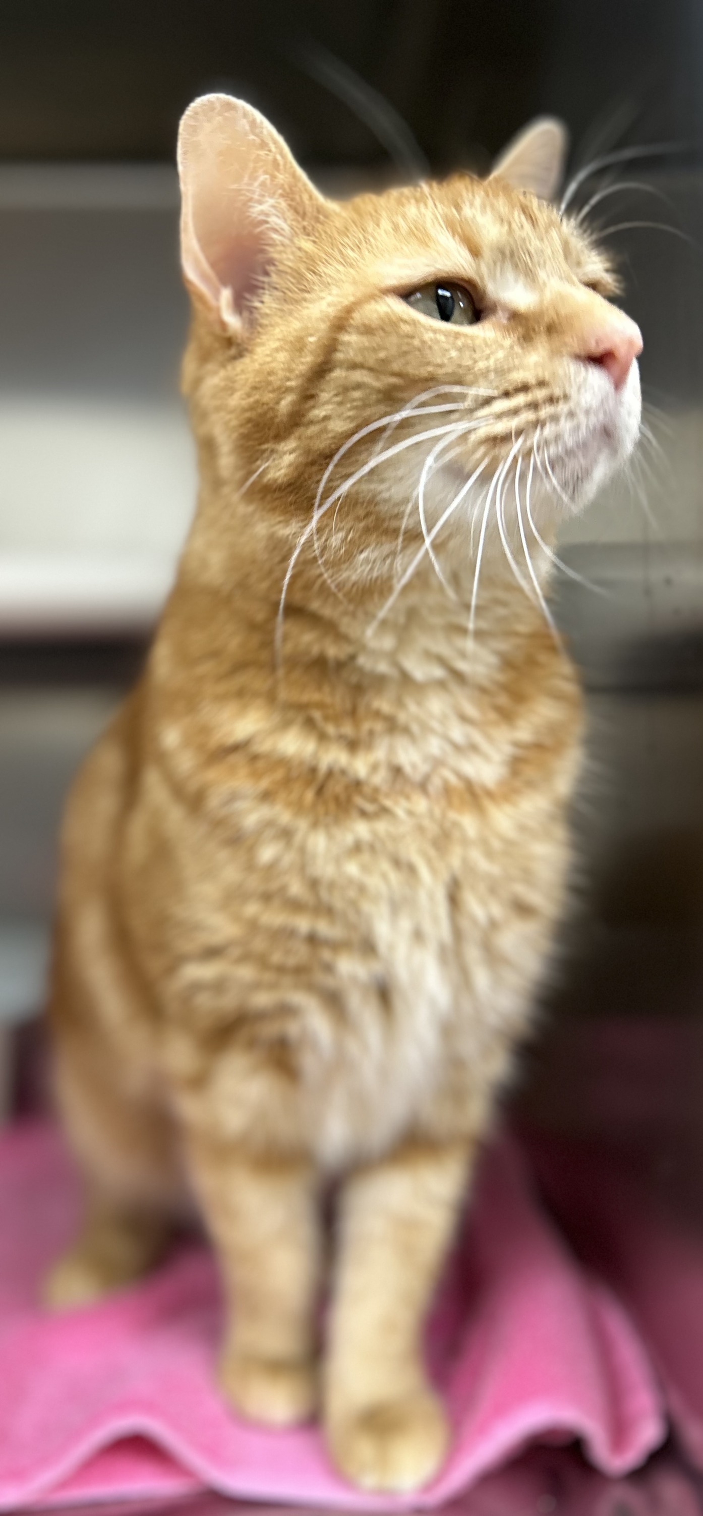 UPDATE - Hazel has been adopted! HAZEL is a friendly, outgoing 3