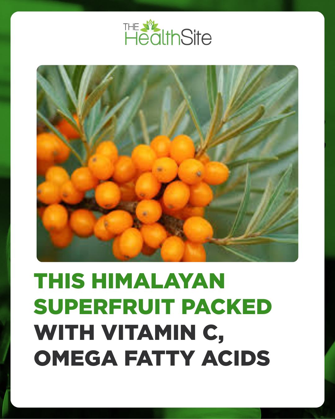 Sea Buckthorn Benefits: From boosting skin health and immunity to supporting heart and brain function, discover why this bright orange berry is becoming the next big thing in holistic nutrition. -Rich In