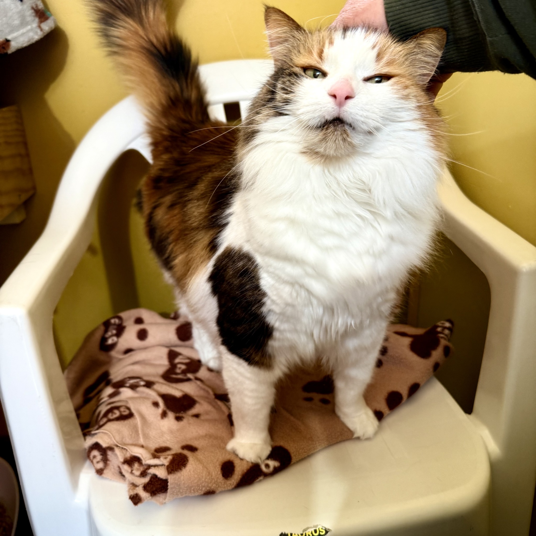 Riverside... - Riverside Cattery Luxury Cat Accommodation