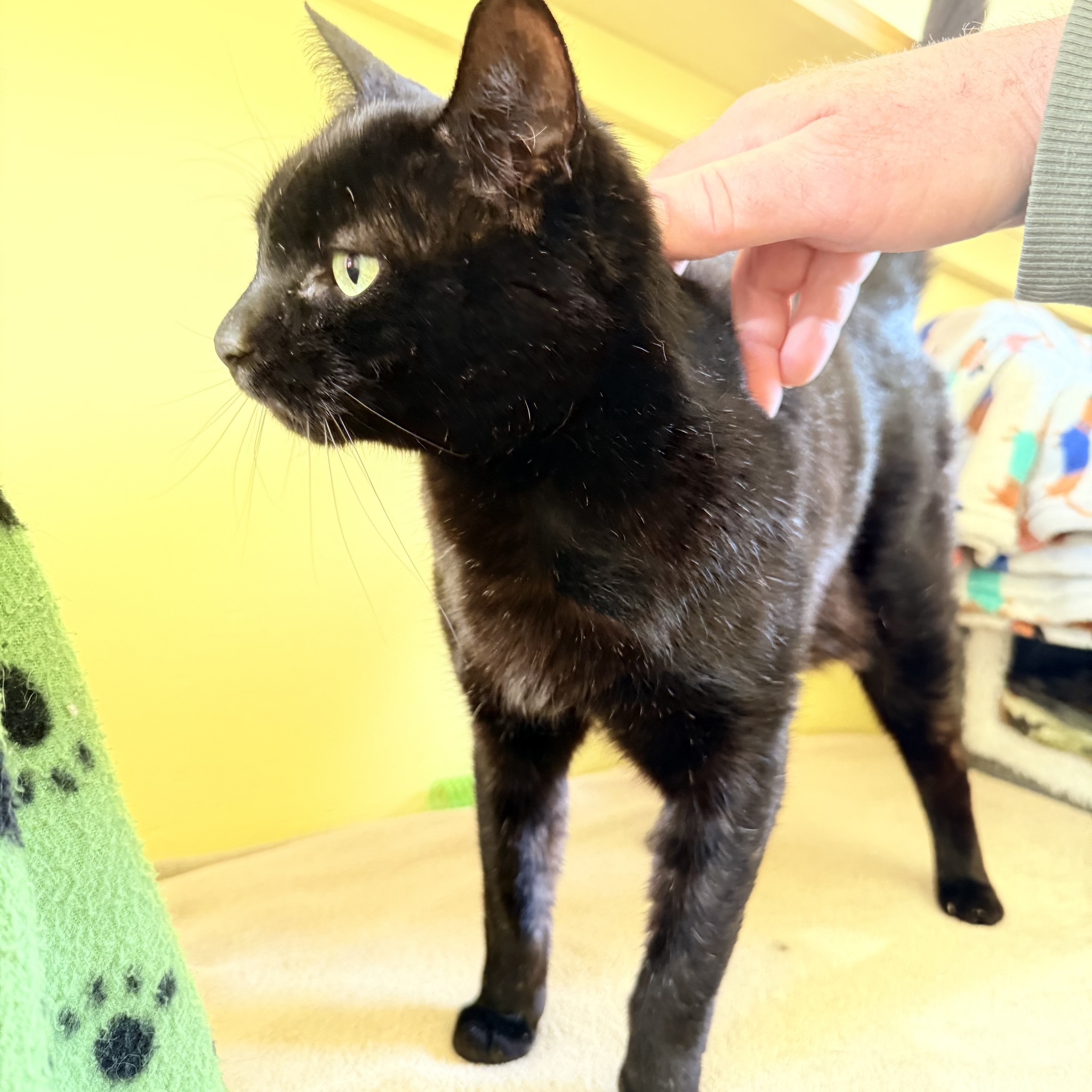 Riverside... - Riverside Cattery Luxury Cat Accommodation