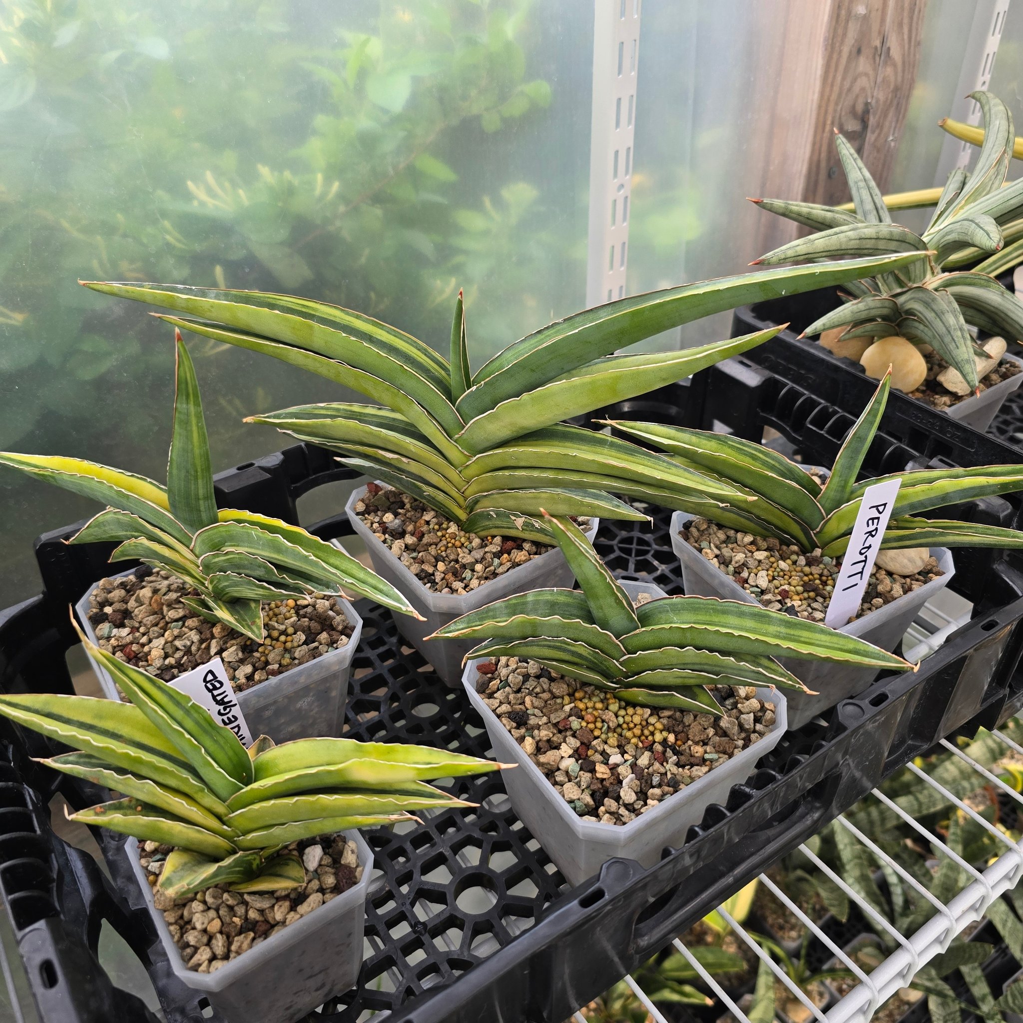 Sansevieria black pearl variegated plant
