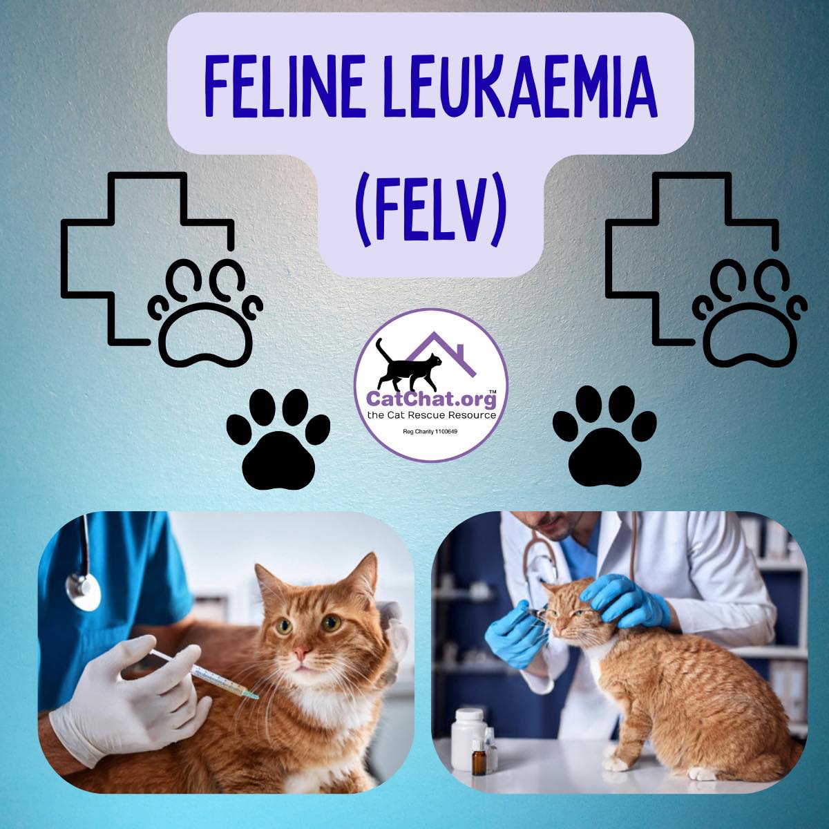 Photo inspiration: Feline Leukaemia Cat Chat The Cat Rescue Resource Photo Inspiration