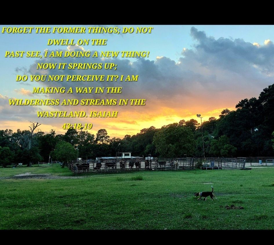 Triple V Ranch Performance Horses | Coldspring TX