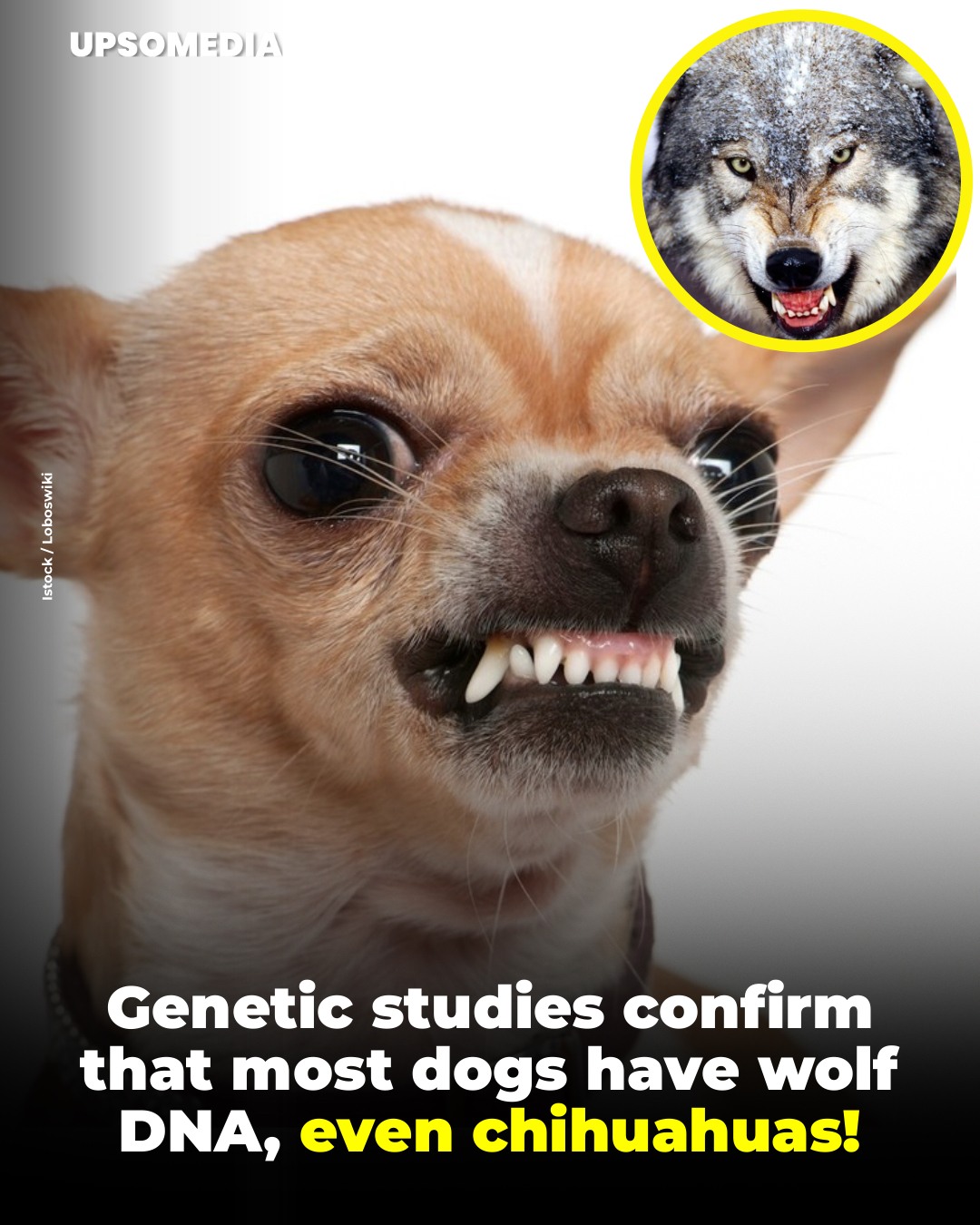 The Kiwi - An international study revealed that many modern dogs retain ...
